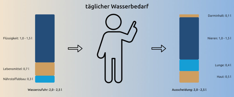 Trink Oase News Flüssigkeitsbedarf des Körpers